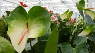 preview picture of video 'Anthura -visit the World of Anthuriums and Orchids'