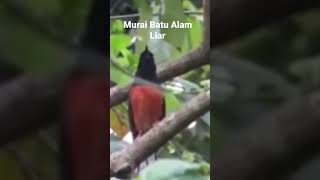 Download lagu SUARA BURUNG MURAI BATU DI ALAM LIAR mp3