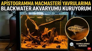 Apistogramma Macmasteri yavrularıma blackwater akvaryumu kuruyorum. 