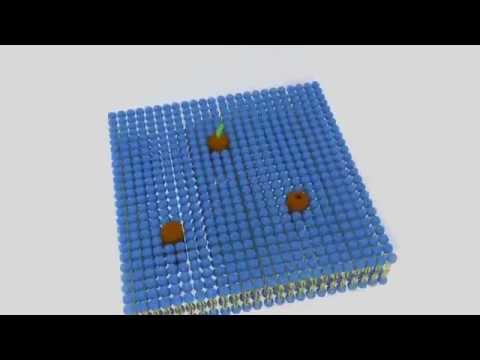 Bio Film Stofftransport durch die Zellmembran