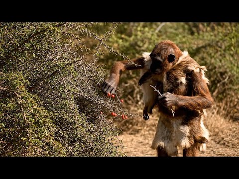 Life Million of Years Ago | How Prehistoric Humans Survived in the Primitive Era #prehistorichumans