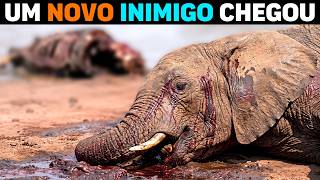 🚨 AGORA: O animal que está MAT4NDO ELEFANTES no Congo