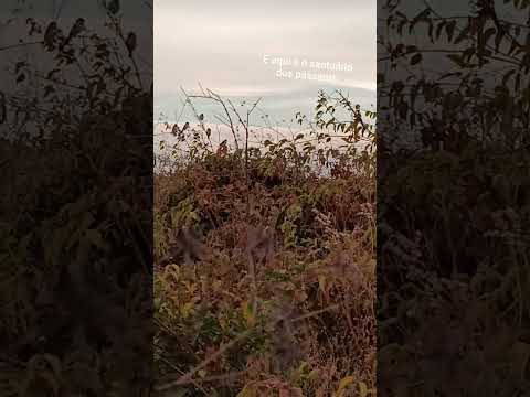 esse é o santuário dos pássaros fica localizado na cidade de marcolândia no Piauí#santuário