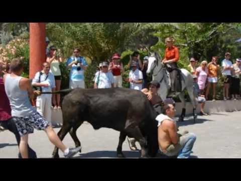 la vache elle est barjo + montage photos