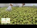 pahan-bima-29-06-2019