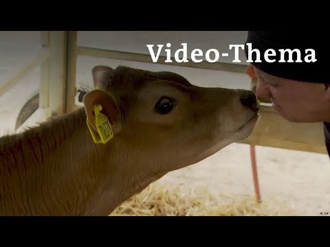 Deutsch lernen mit Videos | Milchbauern machen ihre Kühe fit fürs Klima | mit deutschen Untertiteln