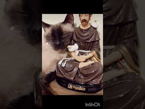 💛¡Hermoso gatito siamés con San Francisco de Asís!💛