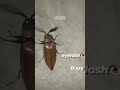 Eyelash Bug (credits to the owner)