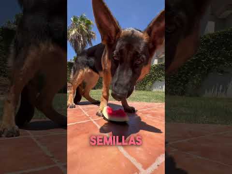 Esto pasa si un perro come sandía 🍉 #shorts #dogs
