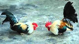 La Gallera - Juan L. Guerra