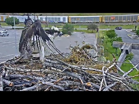 Iris Goes On Defense Against Encroaching Squirrel At Hellgate Osprey Nest — June 18, 2024