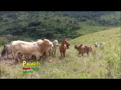 Vereda Los Alpes (Recetor - Casanare) 27/07/2025