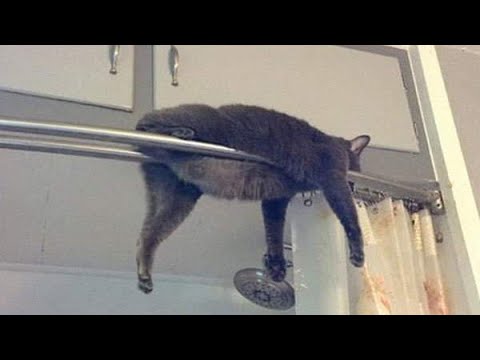 jumping cats # Mano Billi # sohni Billi