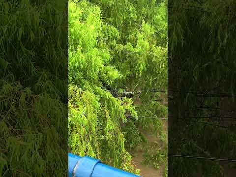 Gavião Asa-de-telha se escondendo da chuva