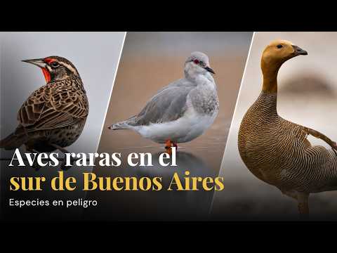 Buscando 3 aves en peligro de extinción en el sur de Buenos Aires