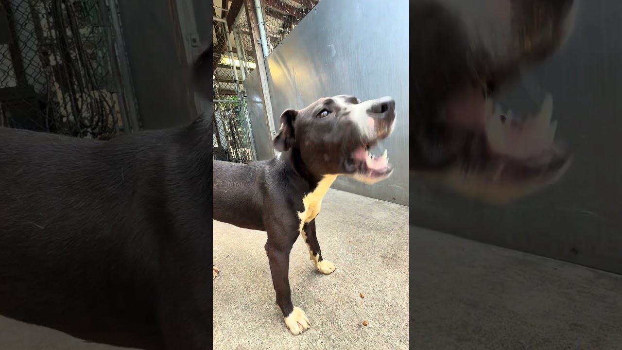 Gonger video preview