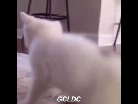 Aquí llegó tu tiburón - Michi dance