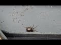 Spiders & Spiderlings Reside in Rodent Bait Station in Deal, NJ