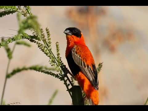 Tkáčik pestrý (Euplectes franciscanus) — spev a hlas v prírode