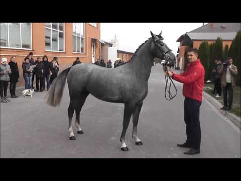 Nr.9 Stute v. Cornet Obolensky - Lancer lll *2014