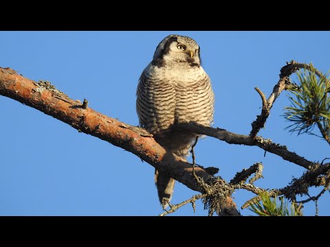 Sova jastrabovitá — Northern Hawk Owl