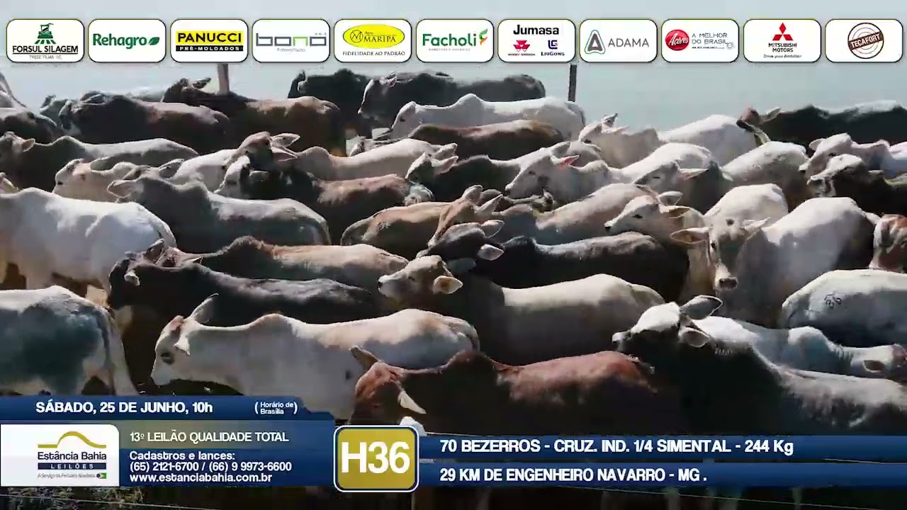 Vídeo LOTE H36 - 13º Leilão Qualidade Total 2022