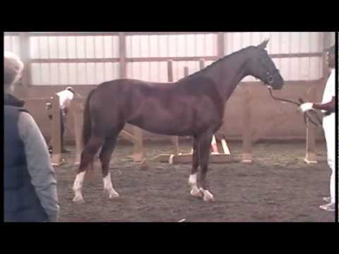 Verbands Premium Dhakota (Don Principe/Lancet/Pinkus) at German Oldenburg MPT and insp. 9/10/12