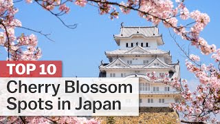 Reino - Cherry Blossom video