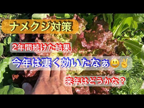 ズッキーニをナメクジから守る方法は？完全に自然だが非常に効果的な祖母のための5つの治療法  庭園