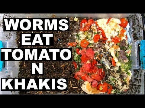 Worms Compost Your Old Clothes