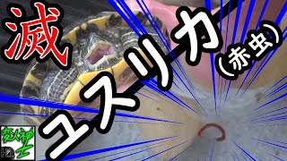 水槽の赤虫を熱湯で滅ぼす【変人紳士】