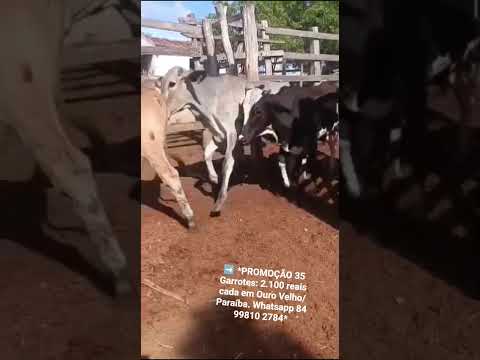 ➡️ *PROMOÇÃO 35 Garrotes: 2.100 reais cada em Ouro Velho/ Paraíba. Whatsapp 84 99810 2784*#gado