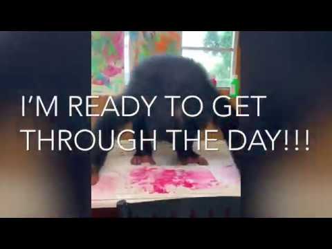 Funky Monkey Friday 4k Remaster