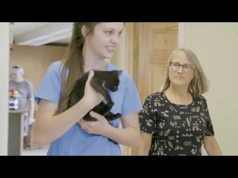 Watch How to Prevent Unwanted Litters & Save Millions of Kittens' Lives