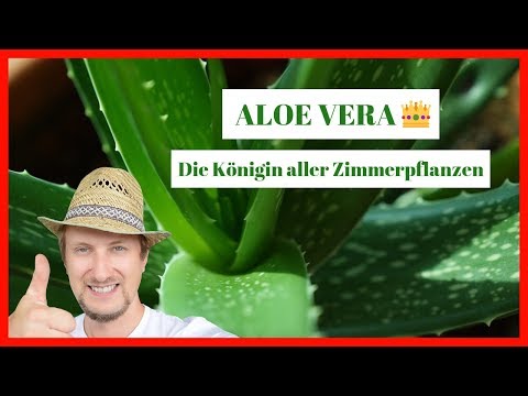 , title : 'Aloe Vera Zimmerpflanze 🔴 Pflegen, schneiden & anwenden'