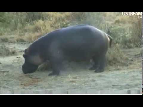2011 07-31 Wildearth.tv Sunrise Safari with Marc Weiner