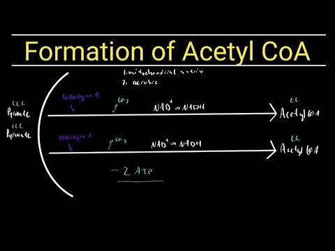 The Formation of Acetyl CoA SIMPLIFIED