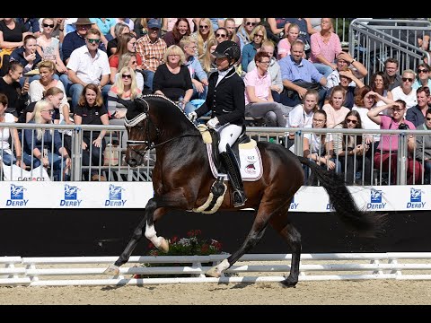 Neverland WE *2016 by FS Numero Uno x Champus K (Sosath Stallion Show 2020)