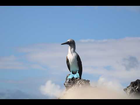 Galapagos Kreuzfahrt (5 Tage) unglaubliche Tierwelt auf Genovesa Galapagos hautnah Traumurlaub