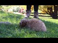 Yorkiepoo dogs for sale: Asher - Video 2