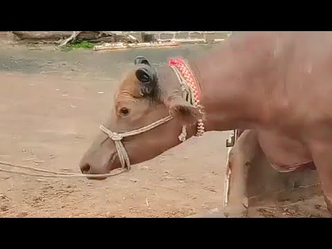 Banni Buffalo Kundhi Delivery to 2022 Bhains World Record India #Bhains  #Banni #Kundhi #viral