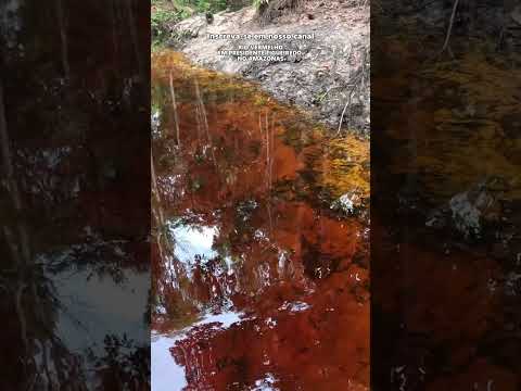 RIO VERMELHO EM PRESIDENTE FIGUEIREDO NO AMAZONAS. #shorts #pescaria #pesca #floresta #rio #animal