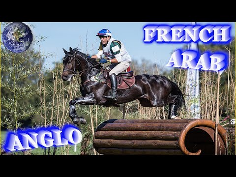 , title : 'TOP Beautiful French Anglo-Arab Horse in the World!'