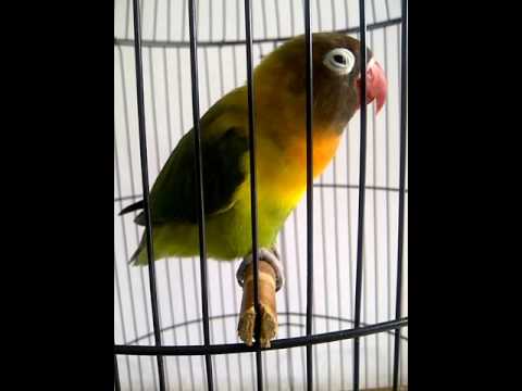 download lagu mp3 mp4 Masteran Lovebird Dewa Rocker, download lagu Masteran Lovebird Dewa Rocker gratis, unduh video klip Masteran Lovebird Dewa Rocker