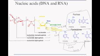 3 1B nucleic acids