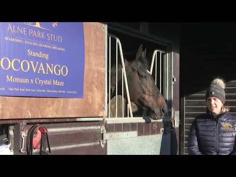 The TBA NH Stallion Showcase: Midnights Legacy, Ocovango & Dink