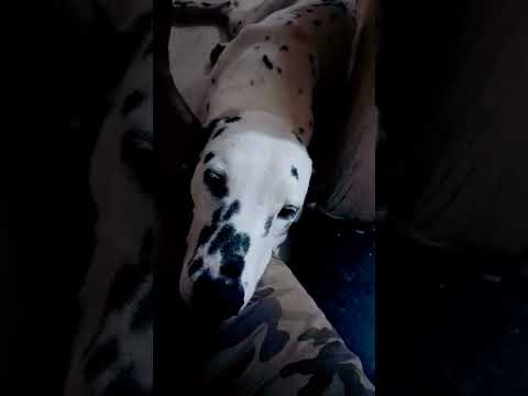 Marcando território part. 2 #shorts #dalmata