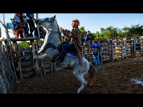 Pega de boi no mato no parque Júlio Neto em Campo Alegre do Fidalgo-PI 4 #romariofeitosa #pegadeboi 