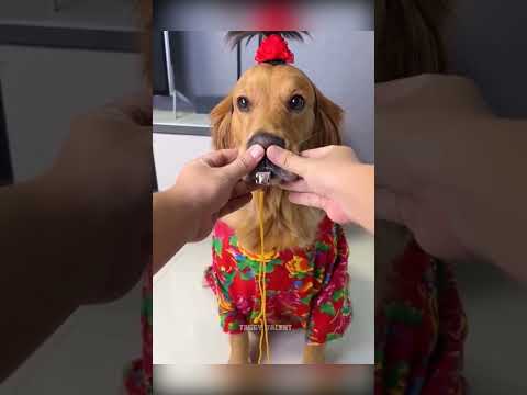 Mastering the Art of Baking Bread: A Comprehensive Guide for Beginners