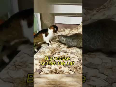 ratzilla vs cat